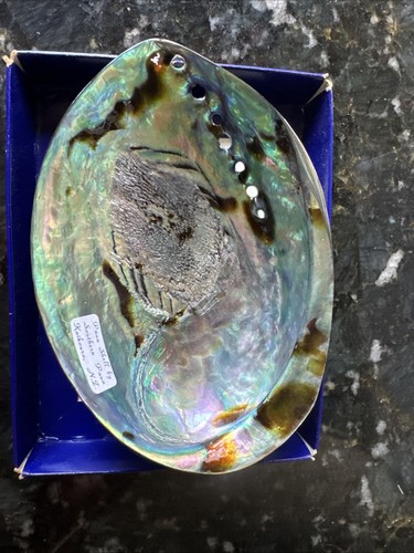 Paua shells sometimes known - paua,
