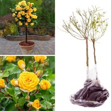 2 x Standard Yellow Rose Tree
