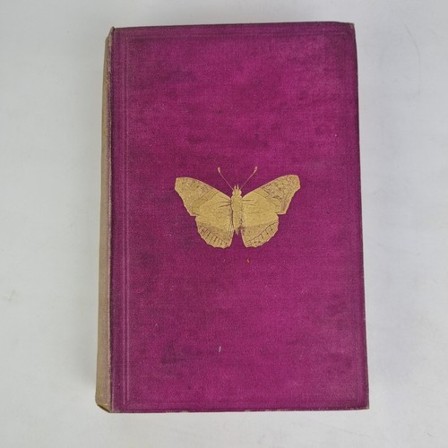 British butterflies and moths - butterflies,