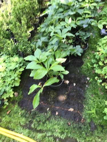 Hellebore orientalis not - orientalis,