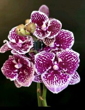 Mini Phalaenopsis Peloric