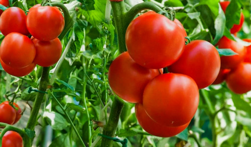 Ailsa craig tomato seeds - 15,