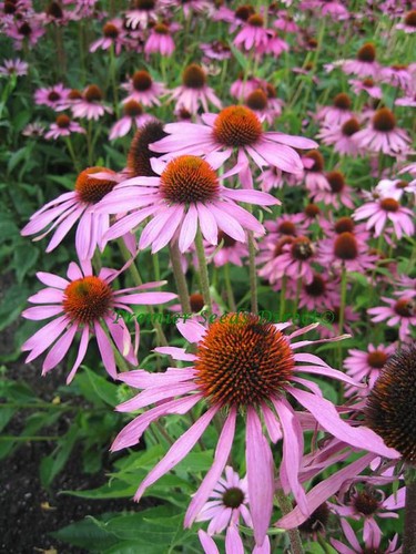 Echinacea coneflower purple - echinacea,