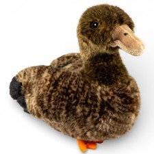 Carl Dick Duck Female Wild