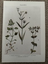 Antique Print 1912 Botanical