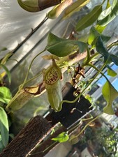 Nepenthes robcantleyi x