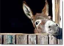 Doodlecards Animal Birthday Card Donkey