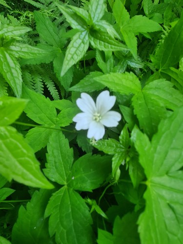 Geranium nodosum wreighburn - nodosum,