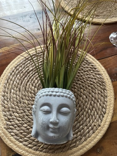 Grey buddha head plant - grey,