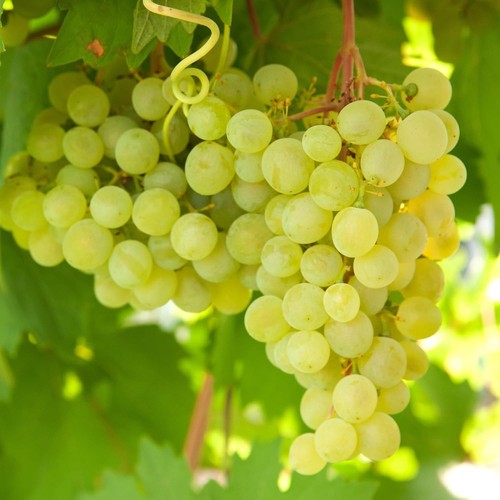 Vitis green thompson seedless - vitis,