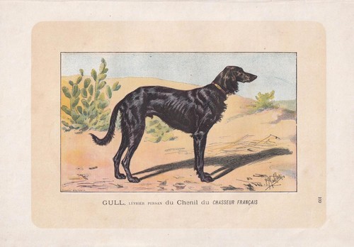 1896 saluki dog print - 1896,