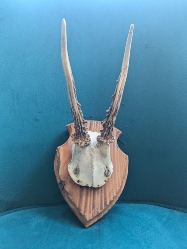 Vintage roe deer antlers - deer, on