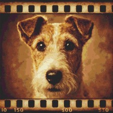 Fox Terrier Puppy Dog Echoes