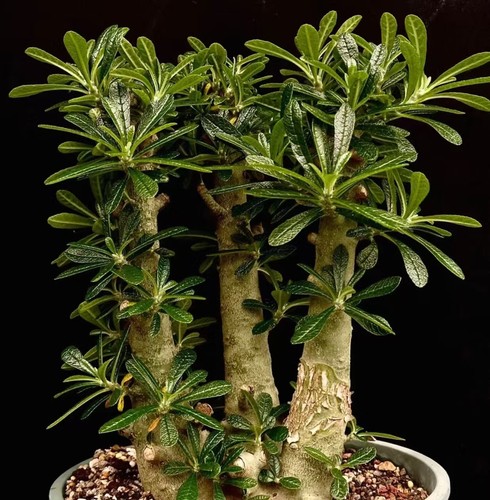 Tall 30cm dorstenia - dorstenia, gigas