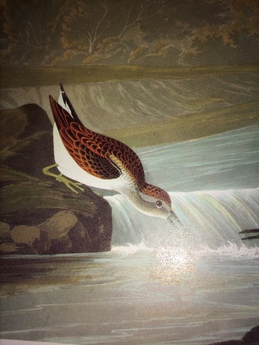 Least sandpiper little - least,