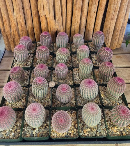 Echinocereus rigidissimus var - rigidissimus,