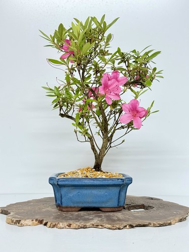 Way life bonsai - life, tree