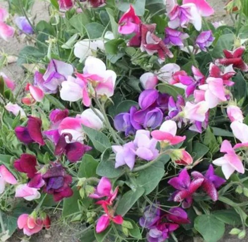Mixed sweet pea - sweet, pack