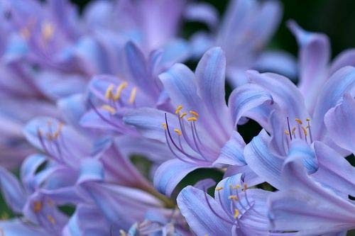 Nerine lily bulbs for home - nerine,