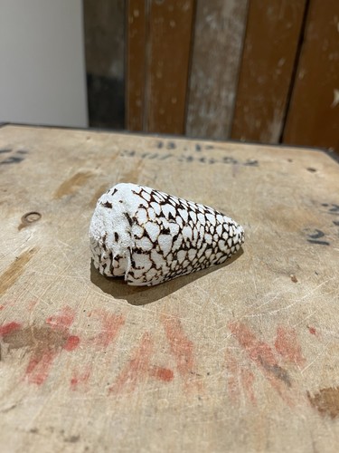 Marbled cone seashell conus - seashell,