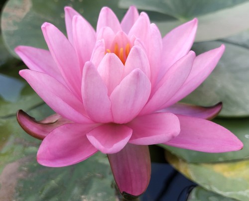 Pink sensation water lily - ,
