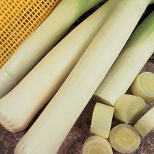 T&M Leek Seeds Vegetable