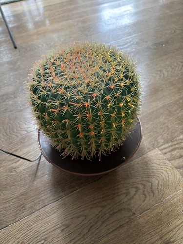 Optic fiber cactus plant - cactus, lamp