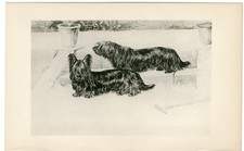 SKYE TERRIER RARE 1896 ANTIQUE