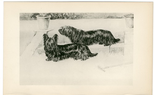Skye terrier rare 1896 - skye,