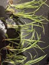Healthy Rooted Spider Plant