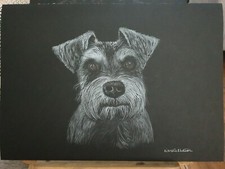 Original Mini Schnauzer dog artwork signed, black paper, white pencil.