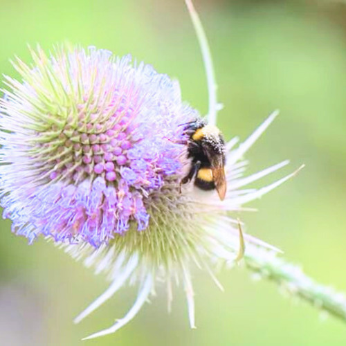 Teasel seeds native uk - teasel,