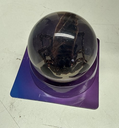 Real scorpion - scorpion, in