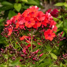 Garden Phlox 'Orange