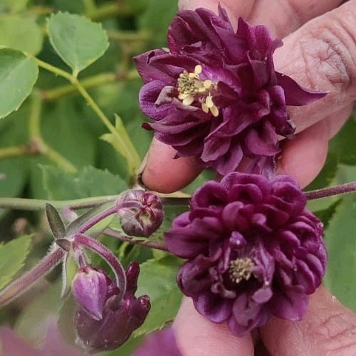 Aquilegia seeds double deep - double,