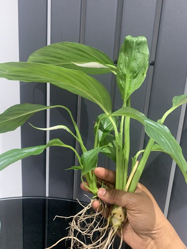 Peace lily spathiphyllum - 2,