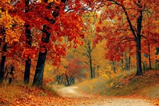 Autumn Woodland Forest Trees Canvas Picture Print Wall Art
