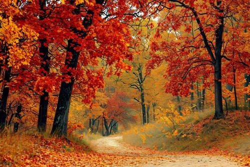 Autumn woodland forest - autumn,