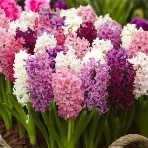 Hyacinth pretty pink - in, spring