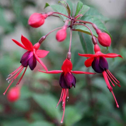 Hardy fuchsia mrs - hardy, popple