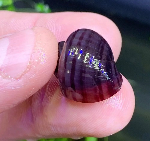 Purple mystery snails - 3,