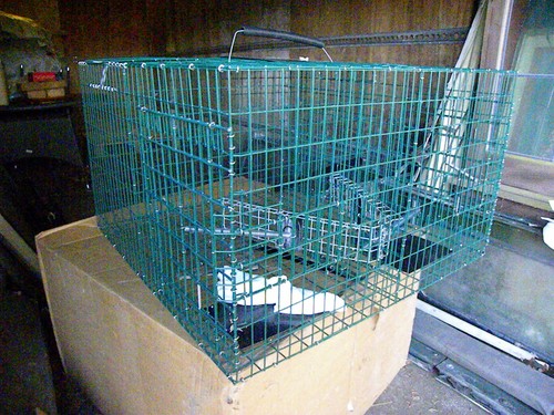Larsen trap magpie - larsen, crow