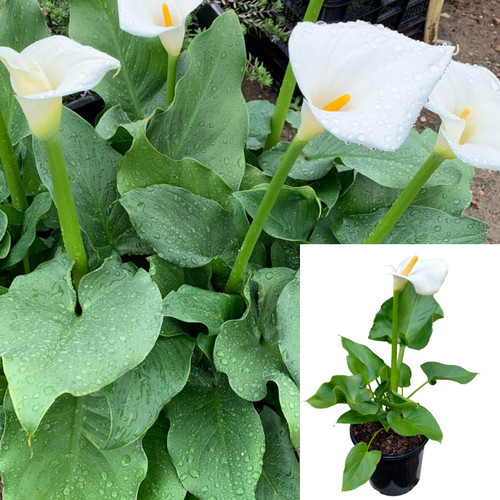 Zantedeschia aethiopica pot - zantedeschia,