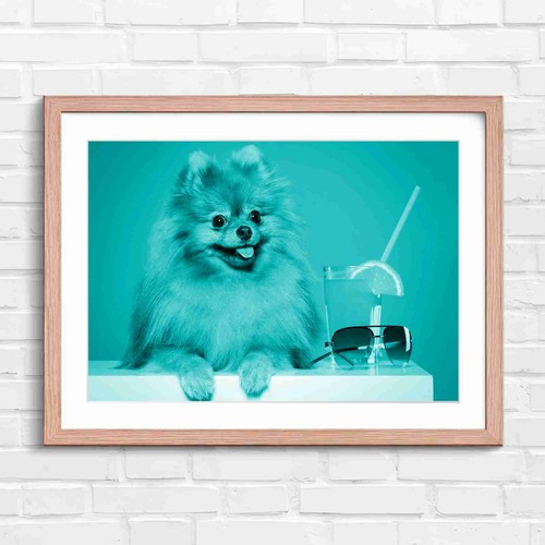 Cute fluffy brown pomeranian - cute,