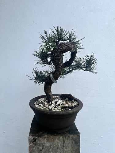 Yamadori caledonian scott - yamadori, scott’s