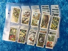 Wills's Life in the Hedgerow