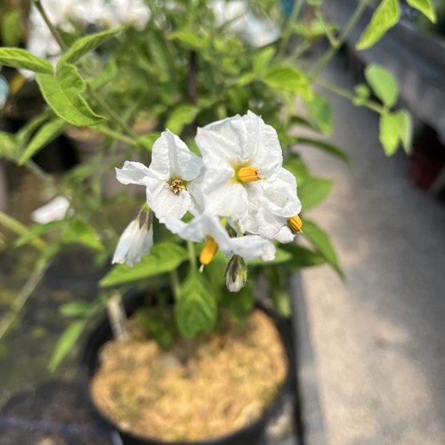 Solanum caripense narino - solanum, caripense’narino