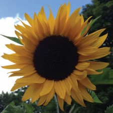 Giant Mammoth Grey Stripe Sunflowers Seeds Rare Unusual Stunning Garden Plant