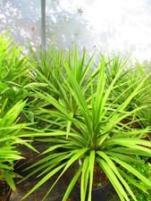 3.5ft  (inc. pot)  Torbay Palm
