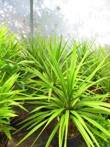 5ft torbay palm - , (inc.